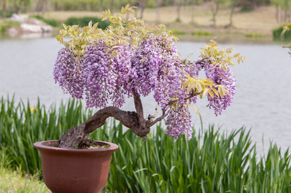 Seedeo® Afrikanischer Blauregen (Bolusanthus speciosus) Bonsai  20 Samen