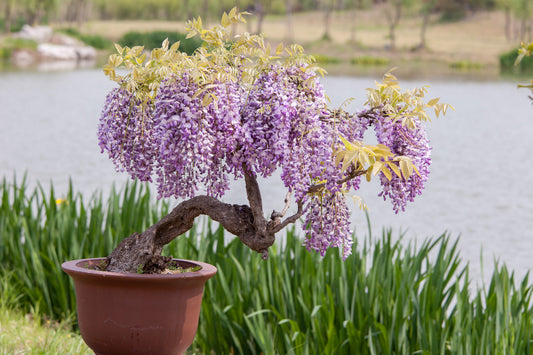 Seedeo® Afrikanischer Blauregen (Bolusanthus speciosus) Bonsai  20 Samen