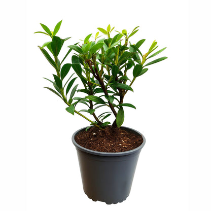 Seedeo® Berglorbeer Kalmia latifolia ‘Minuet’ Pflanze ca. 10-15 cm hoch