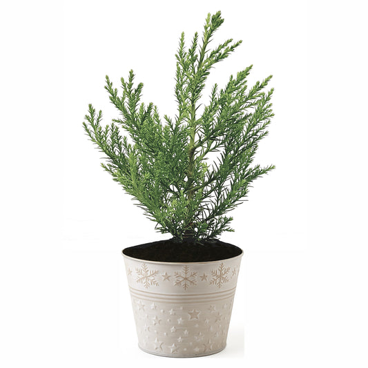 Berg - Mammutbaum (Sequoiadendron giganteum) Pflanze 2 Jahre Geschenkedition Topf mit Sternen