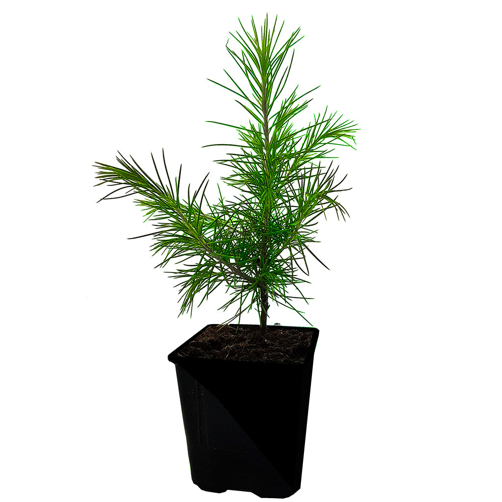 Seedeo® Himalaja Zeder  (Cedrus deodara) ca. 20 cm