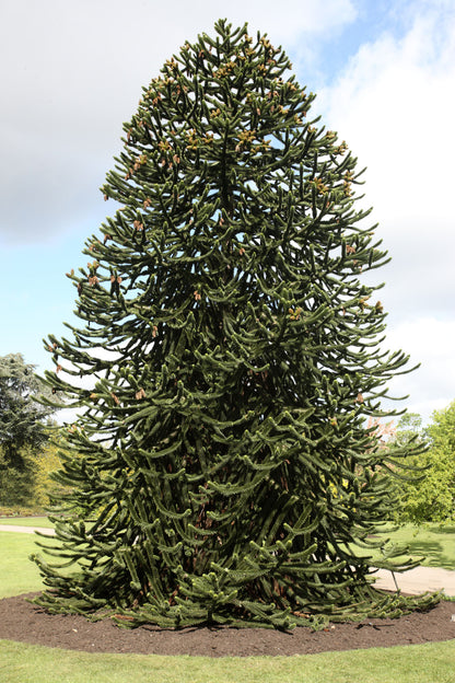 Seedeo® Chilenische Andentanne (Araucaria araucana) Pflanze ca. 10-20 cm hoch