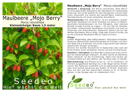 Seedeo® Maulbeere „Mojo Berry“  Morus rotundiloba Pflanze ca. 20 - 40 cm hoch