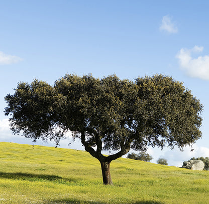 Seedeo® Steineiche (Quercus ilex) Pflanze ca.20 cm hoch