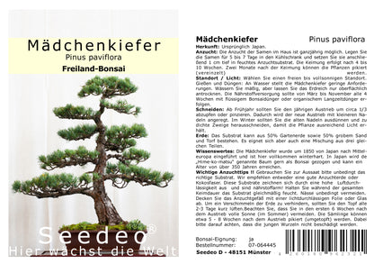 Seedeo® Bonsai Anzuchtset Fernost deluxe (Roter Fächerahorn, Weißer Maulbeerbaum, Blauregen, Mädchenkiefer.)