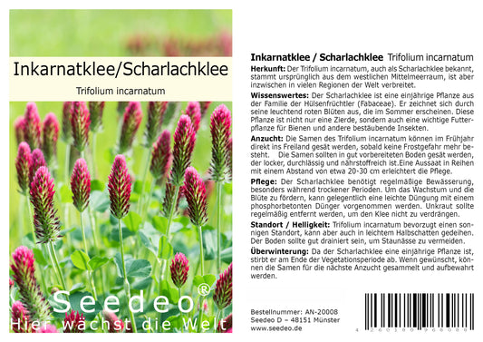 Seedeo® Inkarnatklee / Scharlachklee  (Trifolium incarnatum ) ca. 1000  Samen