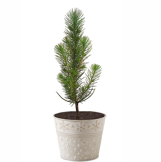 Geschenk-Edition Baum im Sternentopf – 2-jährige Jungpflanze Mittelmeer-Pinie (Pinus pinea)