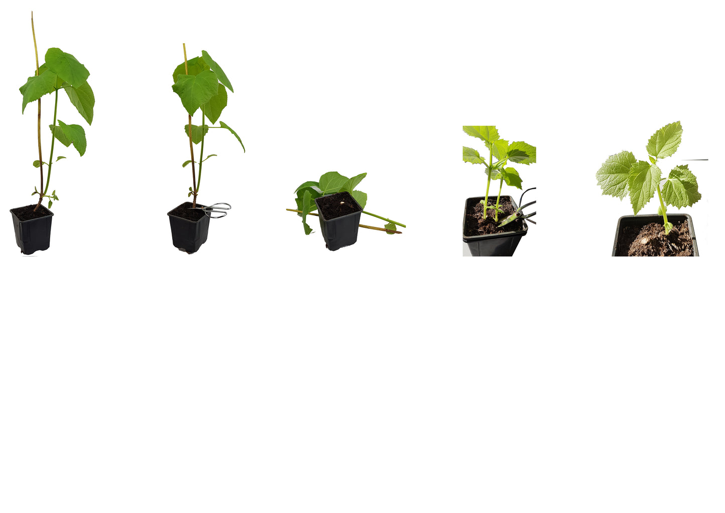 Seedeo® Blauglockenbaum (Paulownia tomentosa) 3 x Jungpflanzen