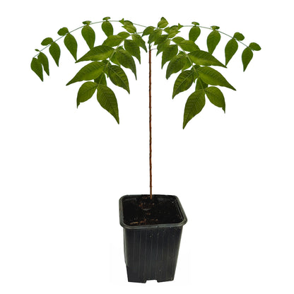 Seedeo® Chinesische Pistazie (Pistacia chinensis) ca. 20 - 30 cm hoch