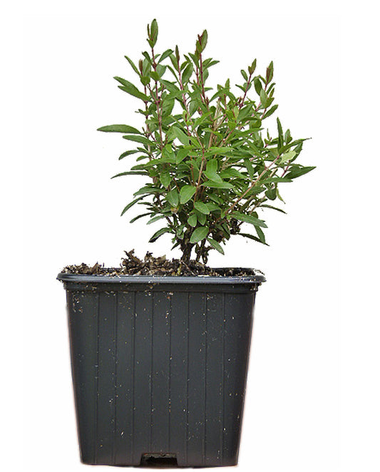 Seedeo® Zwerg-Granatapfel  (Punica granatum nana) ca. 10 cm
