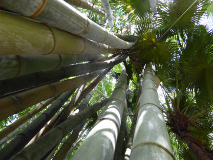 Seedeo® Anzuchtset Riesenbambus (Dendrocalamus gigantea) 60 Samen