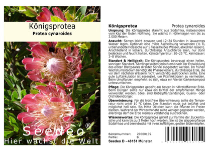 Seedeo® Königsprotea (Protea cynaroides) 7 Samen