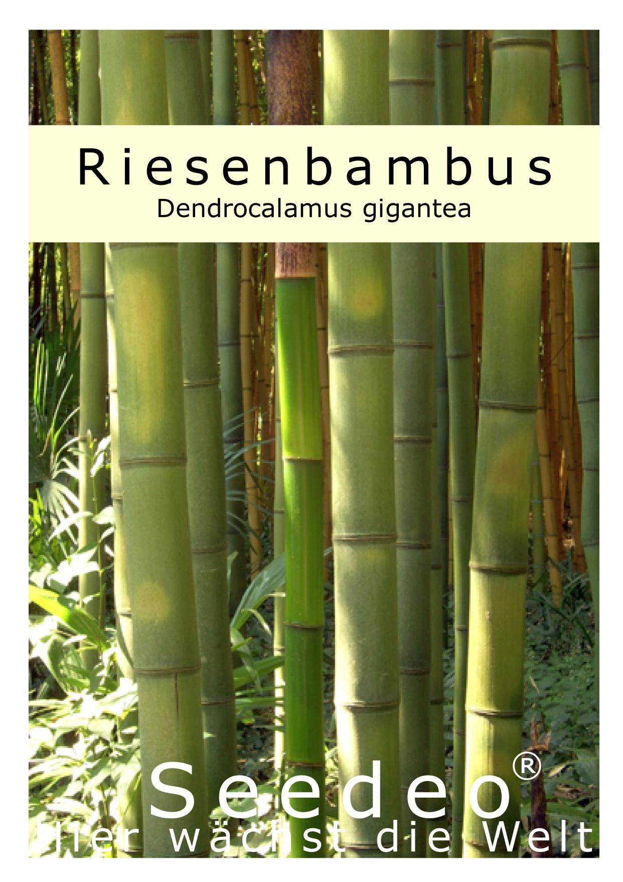 Seedeo® Anzuchtset Riesenbambus (Dendrocalamus gigantea) 60 Samen