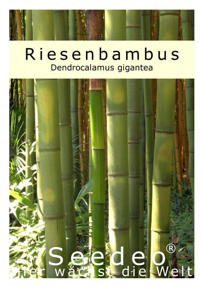 Seedeo® Anzuchtset Riesenbambus (Dendrocalamus gigantea) 60 Samen