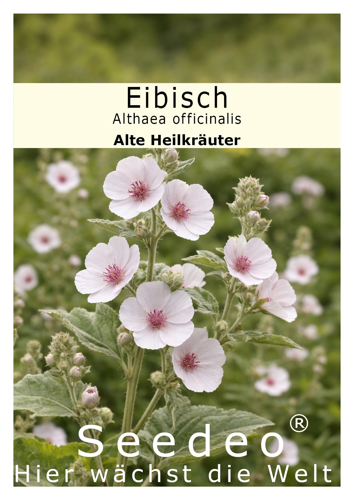 Seedeo® Eibisch (Althae officinalis) 100 Samen