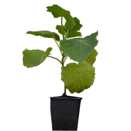Seedeo® Blauglockenbaum (Paulownia tomentosa) 3 x Jungpflanzen