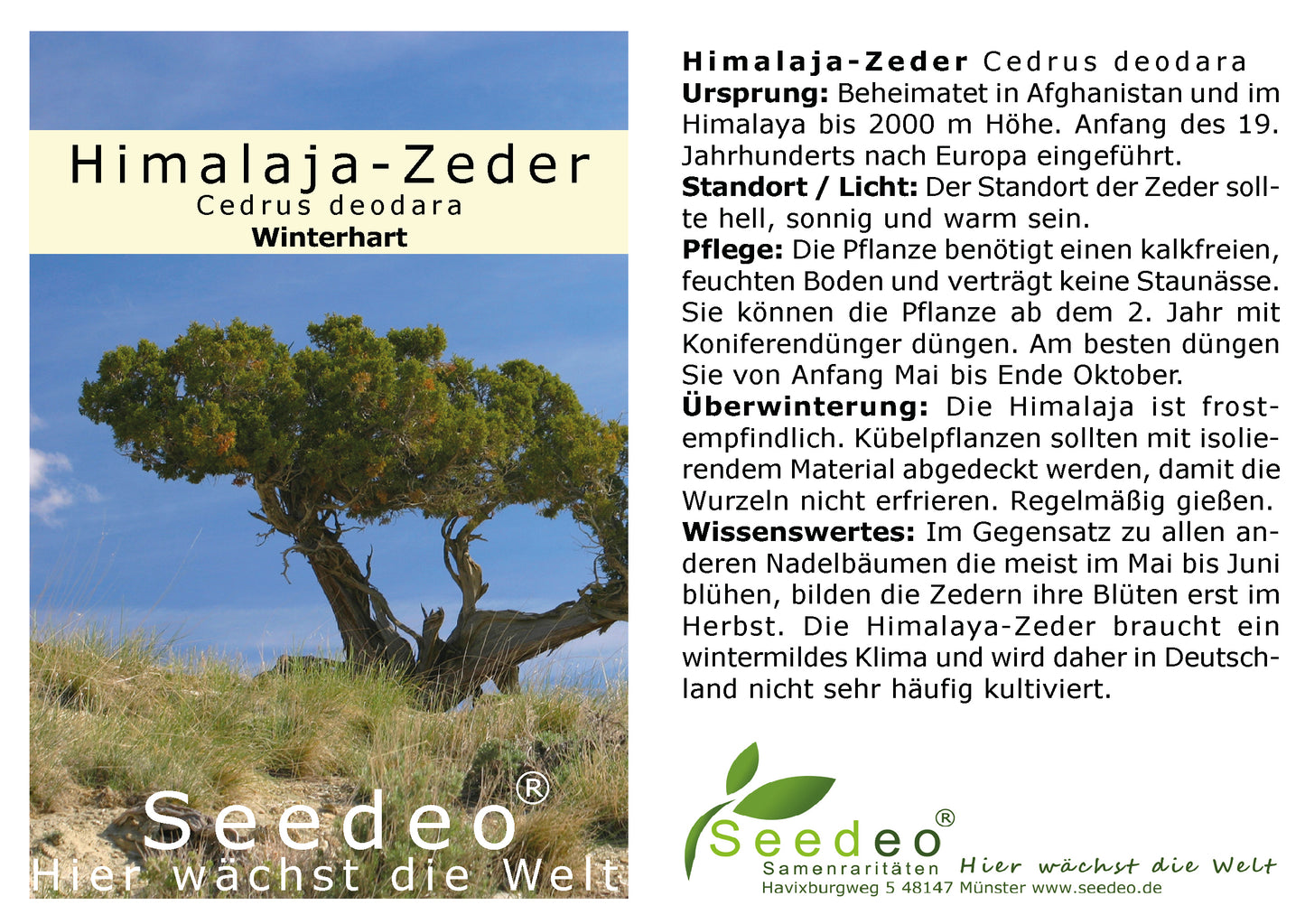 Seedeo® Himalaja Zeder  (Cedrus deodara) ca. 20 cm
