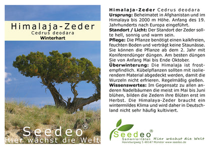 Seedeo® Himalaja Zeder  (Cedrus deodara) ca. 20 cm