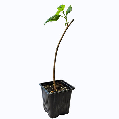 Seedeo® Trompetenbaum  Catalpa bignonioides Pflanze ca.20 - 30 cm hoch