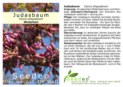 Seedeo® Judasbaum (Cercis siliquastrum) Pflanze ca. 20 - 30 cm