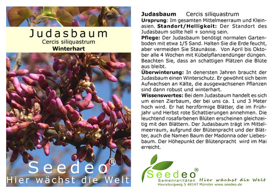 Seedeo® Judasbaum (Cercis siliquastrum) Pflanze ca. 40 - 50 cm