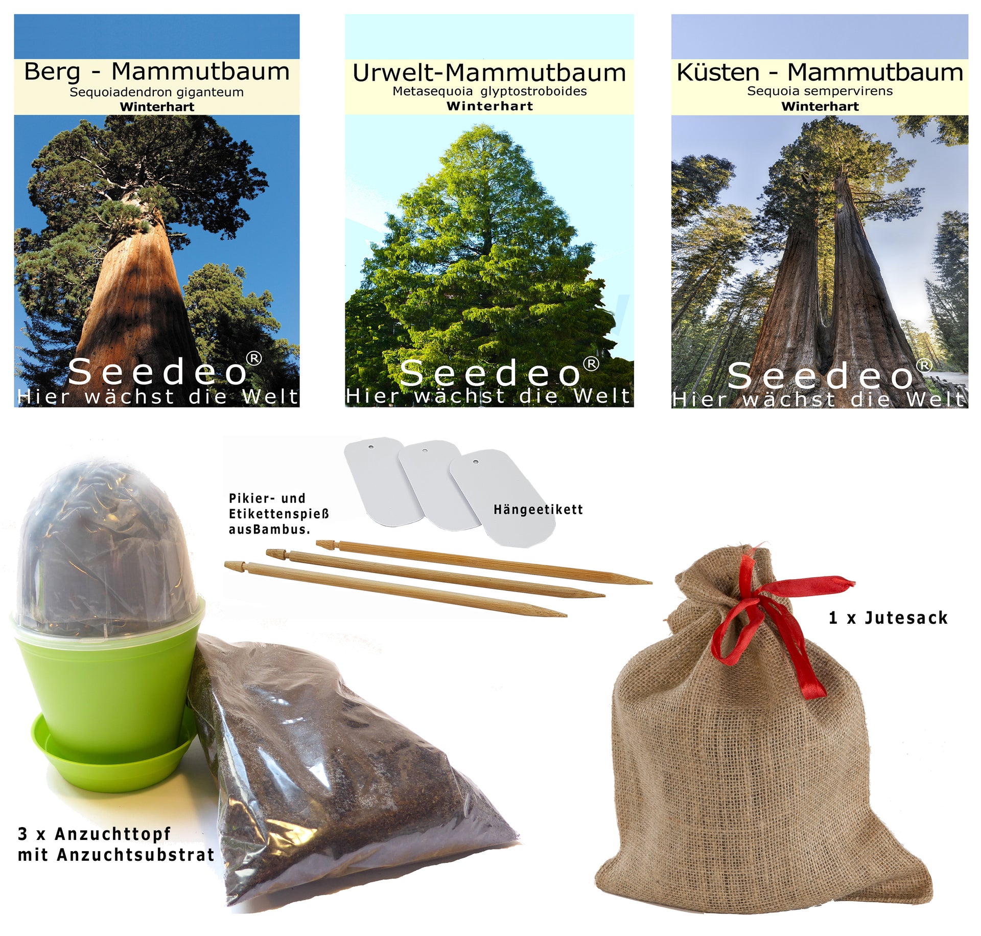 Seedeo® Mammutbaum Anzuchtset. Drei Sorten im Jute Geschenksack Bonsai
