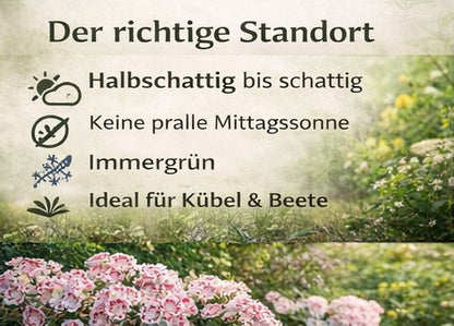 Seedeo® Berglorbeer Kalmia latifolia ‘Minuet’ Pflanze ca. 10-15 cm hoch