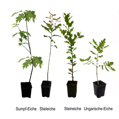 Seedeo® Gartenjuwelen: 4 verschiedene Eichen als Jungpflanzen