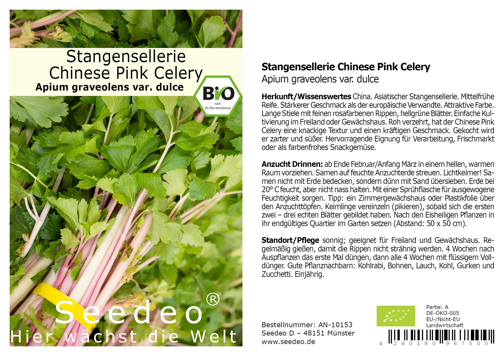 Seedeo® Stangensellerie Chinese Pink Celery (Apium graveolens var. dul