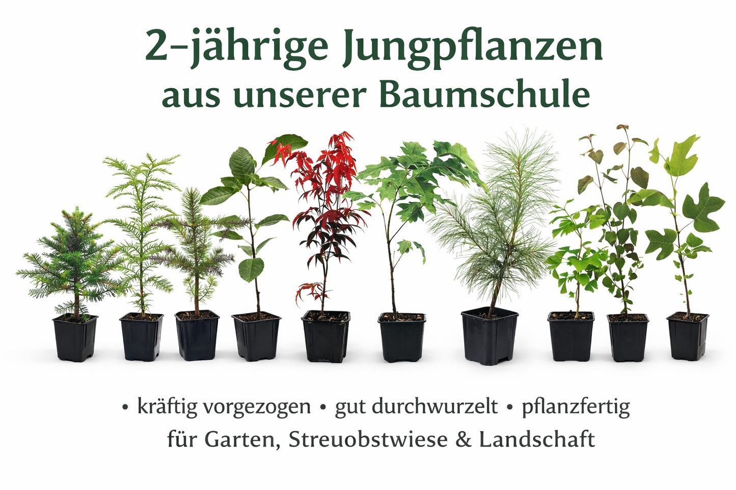 Seedeo® Berglorbeer Kalmia latifolia ‘Minuet’ Pflanze ca. 10-15 cm hoch