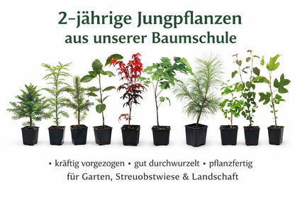 Seedeo Bonsai Anzuchtset Japanische Blüten- und Zierkirsche (Prunus serulata)
