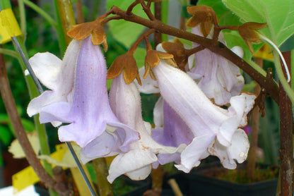 Seedeo® Blauglockenbaum (Paulownia tomentosa) 3 x Jungpflanzen