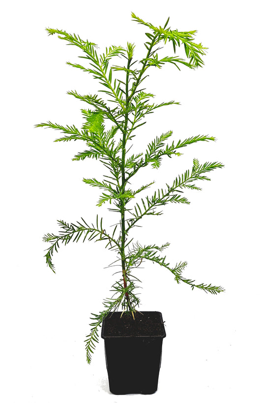 Seedeo® Küsten - Mammutbaum (Sequoia sempervirens)  Pflanze ca. 20 cm - 30 cm hoch