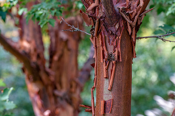 Seedeo® Zimtahorn (Acer griseum) 30 Samen