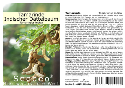 Seedeo® Tamarinde (Tamarindus indica) 6 Samen