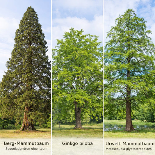 Seedeo® 3 Pflanzen aus der  Zeit der Dinosaurier