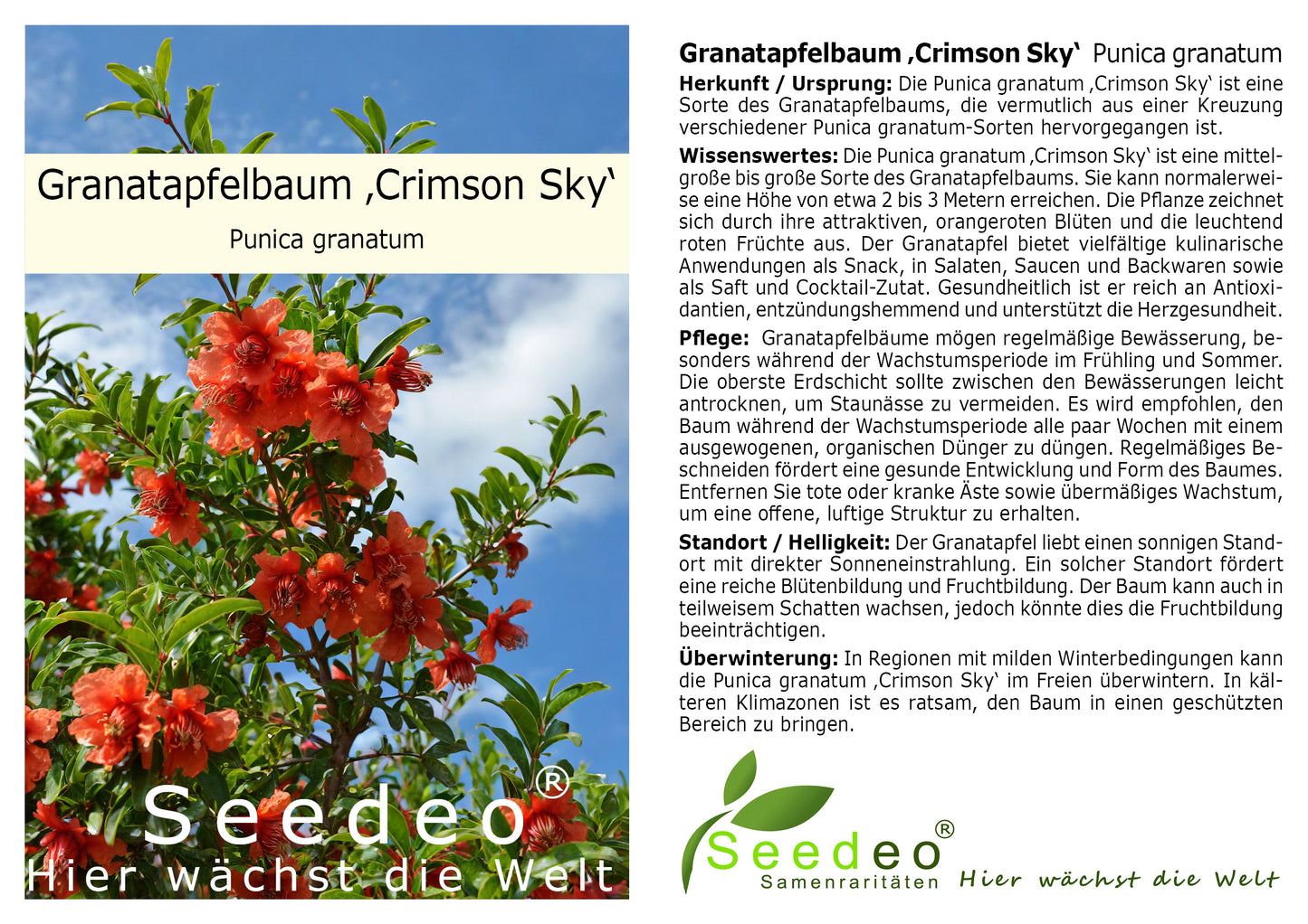 Seedeo® Granatapfelbaum ‚Crimson Sky‘ Punica granatum Pflanze ca. 15 cm