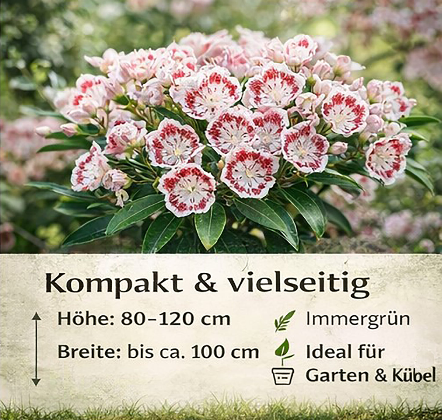 Seedeo® Berglorbeer Kalmia latifolia ‘Minuet’ Pflanze ca. 10-15 cm hoch