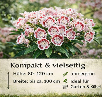 Seedeo® Berglorbeer Kalmia latifolia ‘Minuet’ Pflanze ca. 10-15 cm hoch