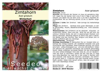 Seedeo® Zimtahorn (Acer griseum) 30 Samen