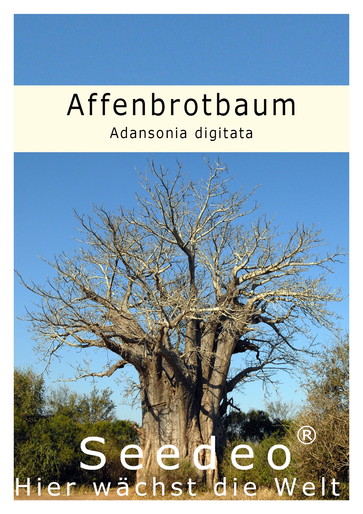 Seedeo® Affenbrotbaum (Adansonia digitata) 6 Samen