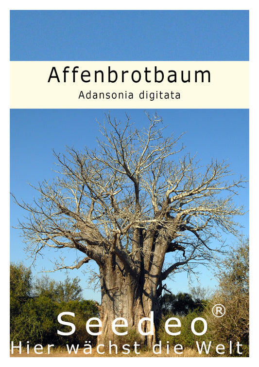 Seedeo® Affenbrotbaum (Adansonia digitata) 6 Samen