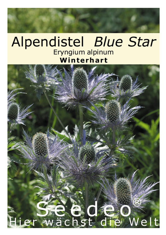 Seedeo® Alpendistel Blue Star (Eryngium alpinum) ca. 30 Samen