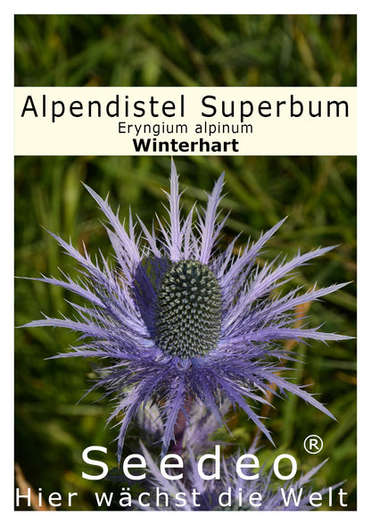 Seedeo® Alpendistel  Superbum (Eryngium alpinum) 30 Samen