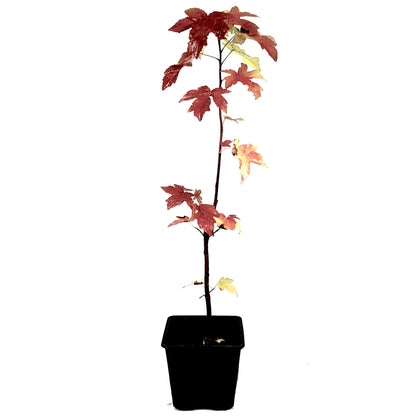 Seedeo® Amerikanischer Amberbaum (Liquidambar styraciflua) Pflanze ca. 20 cm hoch