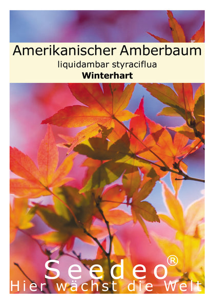 Seedeo® Amerikanischer Amberbaum (Liquidambar styraciflua) 100 Samen
