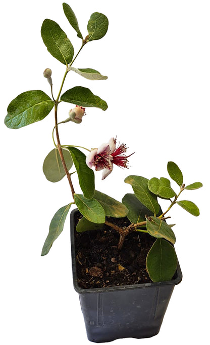 Seedeo® Ananas Guave (Acca sellowiana) Pflanze ca. 20 cm hoch