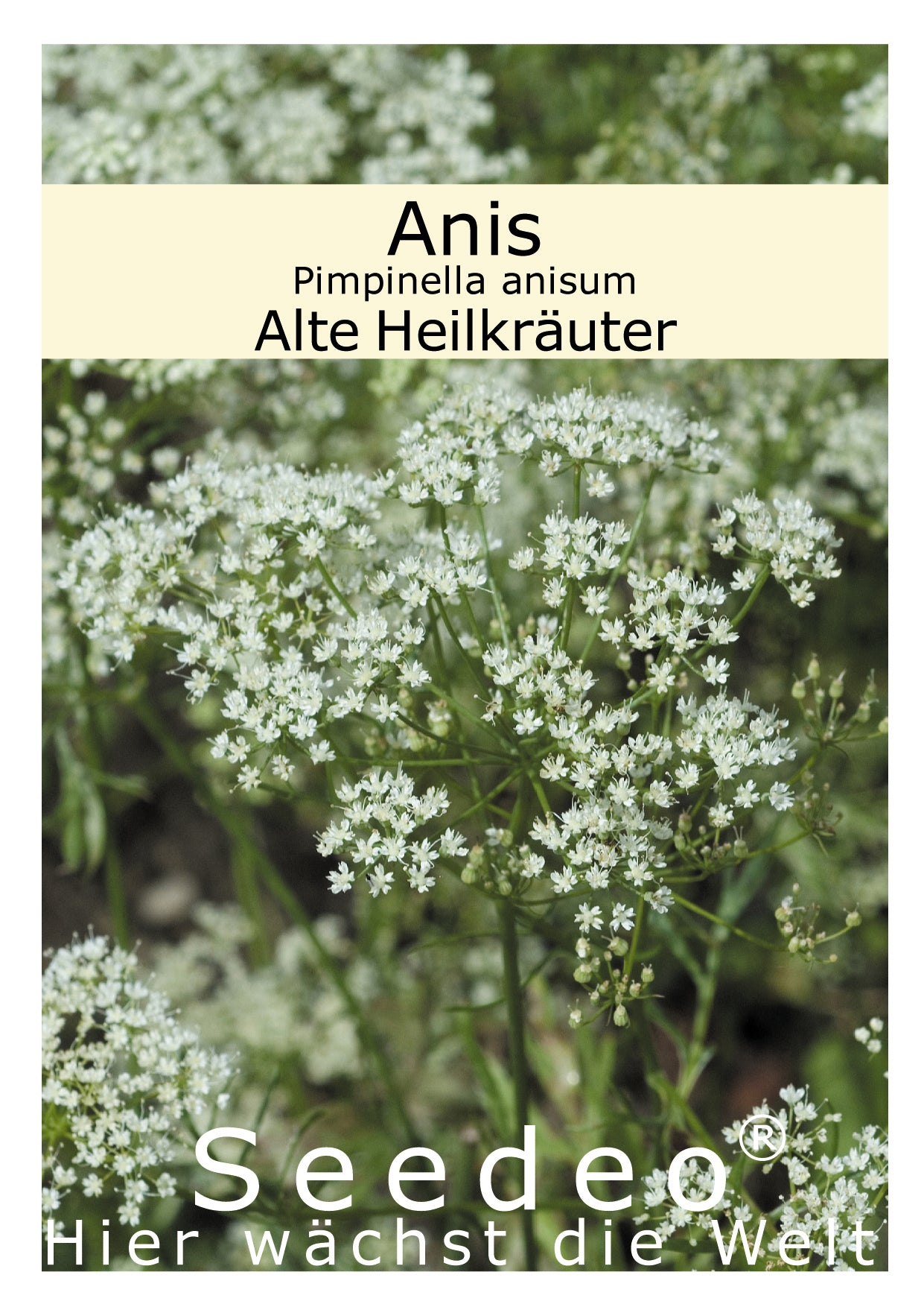 Seedeo® Anis (Pimpinella anisum) 100 Samen
