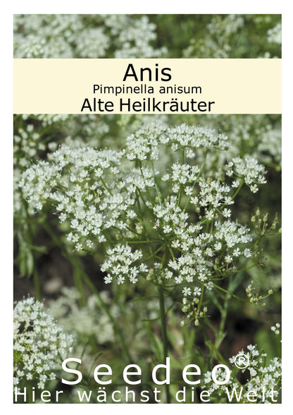 Seedeo® Anis (Pimpinella anisum) 100 Samen