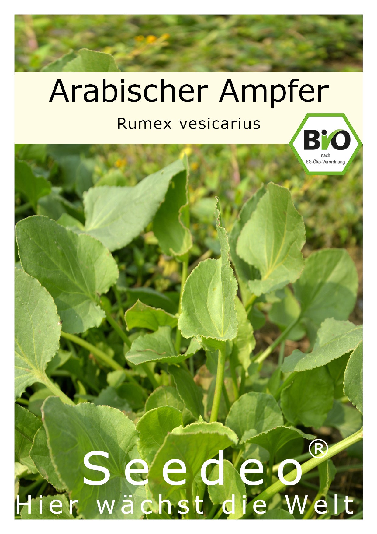 Seedeo® Arabischer Ampfer (Rumex vesicarius) 100 Samen BIO
